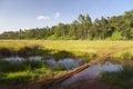 Ondiri Swamp in Kikuyu, Kenya Royalty Free Stock Photo