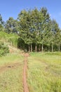 Ondiri Swamp in Kikuyu, Kenya Royalty Free Stock Photo