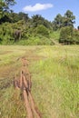 Ondiri Swamp in Kikuyu, Kenya Royalty Free Stock Photo