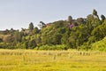 Ondiri Swamp in Kikuyu, Kenya Royalty Free Stock Photo