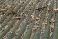 Ondulin roof surface littered with pine needles