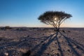 One Acacia tree at sunset in the Qatar desert