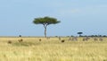 One Acai Tree with vast expanse of grassland with herd zebras and several Topi in the foreground