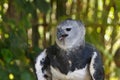 One of Accipitriformes bird family Royalty Free Stock Photo