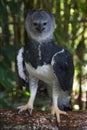 One of Accipitriformes bird family Royalty Free Stock Photo