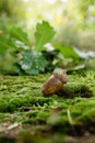 One acorn on green moss in forest, closeup Royalty Free Stock Photo