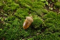 One acorn on green moss outdoors. Nut of oak Royalty Free Stock Photo