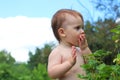 one, active, young, harvesting, scene, currants, vitamins, season, real, farm, caucasian, rural, boy, tasty, ecology, health, Royalty Free Stock Photo