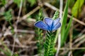 One Adonis blue butterfly on a wild meadow flower ready to fly close up macro.The butterfly sits on the cannabis leaves. Beautiful