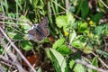 One Adonis blue butterfly on a wild meadow flower ready to fly close up macro.The butterfly sits on the cannabis leaves. Beautiful