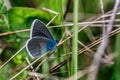 One Adonis blue butterfly on a wild meadow flower ready to fly close up macro.The butterfly sits on the cannabis leaves. Beautiful