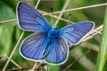 One Adonis blue butterfly on a wild meadow flower ready to fly close up macro.The butterfly sits on the cannabis leaves. Beautiful Royalty Free Stock Photo