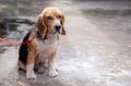 One adorable and old beagle dog is leashed outside the house alone in the morning showing his boring, feeling and waiting for his Royalty Free Stock Photo