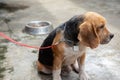 One adorable and old beagle dog is leashed outside the house alone in the morning showing his boring, feeling and waiting for his Royalty Free Stock Photo