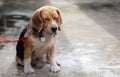 One adorable and old beagle dog is leashed outside the house alone in the morning showing his boring, feeling and waiting for his Royalty Free Stock Photo