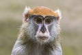 one adult Barbary macaque (Macaca sylvanus) looks very curious