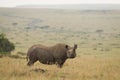 One adult black rhino with big horn standing sideways in the plains of Masai Mara in Kenya Royalty Free Stock Photo