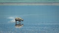 One adult black rhino walking through Lake Magadi in Ngorongoro Crater in Tanzania Royalty Free Stock Photo