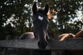 Country life in fresh air and horse farm with thoroughbred stallions. One adult black stallion with white spot on head is standing Royalty Free Stock Photo