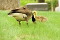 One adult Canadian goose with one gosling in the green grass