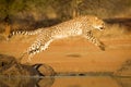 One adult cheetah jumping from one rock to another over water in Kruger Park South Africa