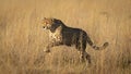 One adult cheetah leaping over yellow grass in warm light in Savute Botswana
