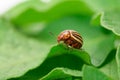 One adult Colorado potato beetle eats potato leaves Close-up macro. Farming, pest control