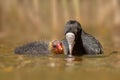 one adult coot (Fulica atra) feeds its young chick on a reflecting lake