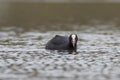 one adult coot (Fulica atra) swims on a reflecting lake