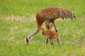 Sandhill crane and colts in the field Royalty Free Stock Photo