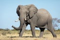 One adult elephant walking in Savuti plains with blue sky as background Royalty Free Stock Photo