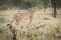 One adult female Cheetah standing on a dead log in Ndutu, Serengeti