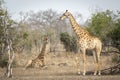 One adult female giraffe standing and one lying down in Kruger Park in South Africa Royalty Free Stock Photo