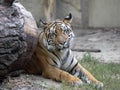 Adult Female Sumatran Tiger, Panthera tigris sumatrae Royalty Free Stock Photo