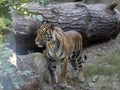 Adult Female Sumatran Tiger, Panthera tigris sumatrae Royalty Free Stock Photo