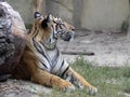 Adult Female Sumatran Tiger, Panthera tigris sumatrae Royalty Free Stock Photo