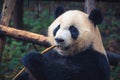 One adult giant panda eating a bamboo stick in close up portrait Royalty Free Stock Photo