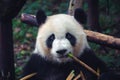 One adult giant panda eating a bamboo stick in close up portrait Royalty Free Stock Photo