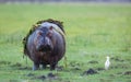 One adult hippo out of water eating grass with cattle egret watching him in Chobe River Botswana Royalty Free Stock Photo