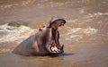 One adult hippo standing in Mara River showing aggressive behavior yawning with mouth open in Kenya`s Masai Mara Royalty Free Stock Photo