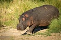 One adult hippo walking through tall green grass with yellow billed ox-pecker in Masai Mara Kenya