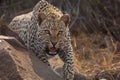 One adult leopard showing aggression with mouth open snarling in the warm afternoon light in Kruger Park South Africa