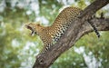 One adult leopard stretching and yawning while in tree in Khwai Botswana