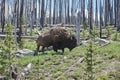 One Adult male bison in Yellowstone Park Royalty Free Stock Photo