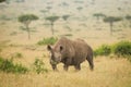 One adult male black rhino looking alert, walking through Masai Mara Kenya Royalty Free Stock Photo