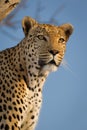 One adult male leopard head portrait with beautiful blue sky in Kruger Park South Africa Royalty Free Stock Photo