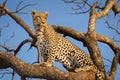 One adult male leopard sitting in a tree with blue sky in the background in Kruger Park South Africa Royalty Free Stock Photo