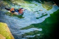 One adult male mandarin duck. Aix galericulata. Swimming in lake Geneva, Switzerland Royalty Free Stock Photo