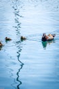One adult male mandarin duck with ducklings swimming in water. Aix galericulata. Lake Geneva, Switzerland Royalty Free Stock Photo