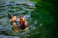 One adult male mandarin duck swimming in lake Geneva, Switzerland. Aix galericulata Royalty Free Stock Photo